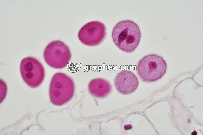 Pollen Lys dans anthère x100 - gryphea.com